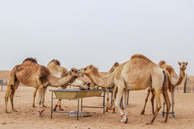 2-Days Dubai Combo City Tour with Dhow Cruise Dinner and Desert Safari - The camp evening is full, social, and a little theatrical