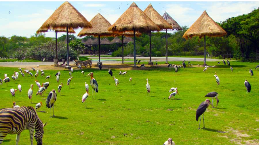 Bangkok: Private Family Tour to Safari & River Dinner Cruise - Dinner on the Chao Phraya River