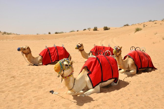 Combo Tour - Dubai Desert Safari and Dhow Cruise Dinner - Key points to know before booking