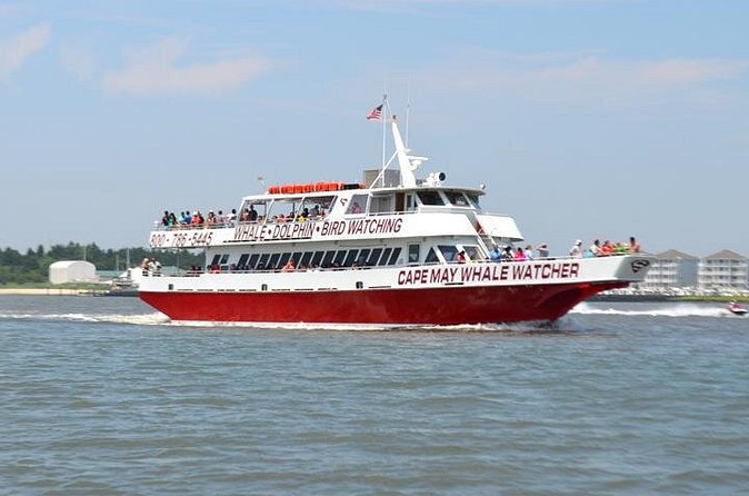 Dinner Cruise with Dolphin Watching from Cape May - Dolphins, whales, eagles, and ospreys