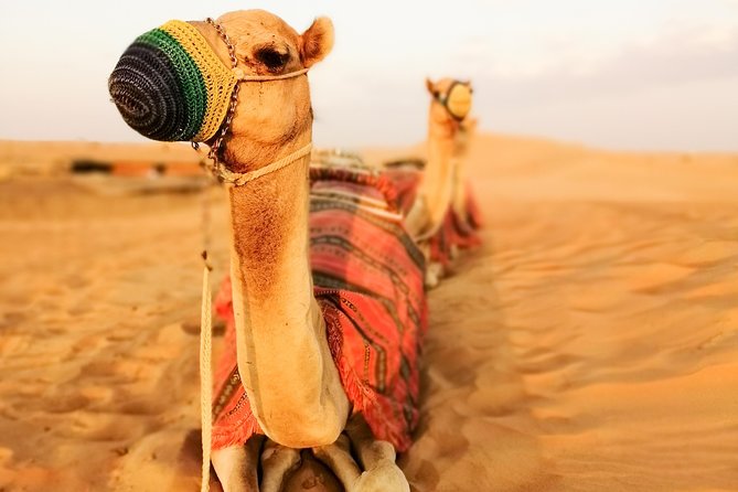 Dubai Super Saver: Desert Camp Experience by 4x4 and Dhow Dinner Cruise - Dinner and dancing under the stars