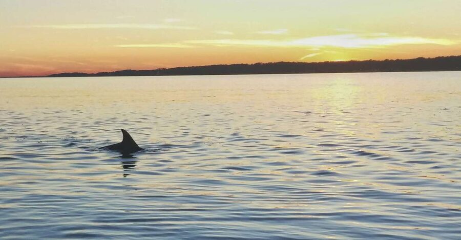 Hilton Head Island: Dolphin Watching 3-Course Dinner Cruise - Key points to know before booking