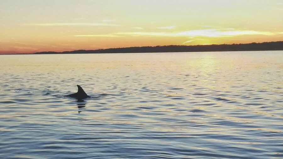 Hilton Head Island: Dolphin Watching 3-Course Dinner Cruise - Meeting the boat near Harbour Town Lighthouse