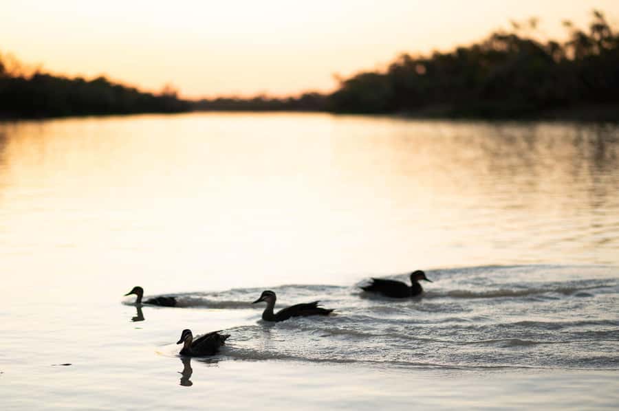 Longreach: Drover's Sunset Cruise & Outback Dinner & Show - Why this Thomson River evening works so well