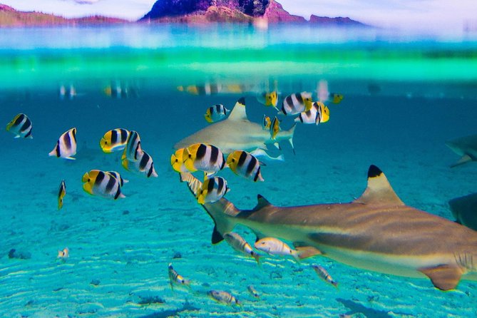 Luxury Private Sunset Cruise and Motu Dinner in Bora-Bora - What the $1,330.39 price really buys
