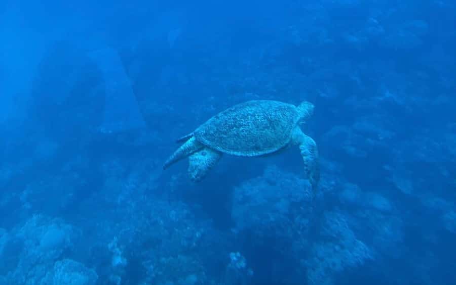 Marsa Alam: Nefertari Sunset Turtle Bay Cruise with Dinner - A floating tomb replica at Port Ghalib