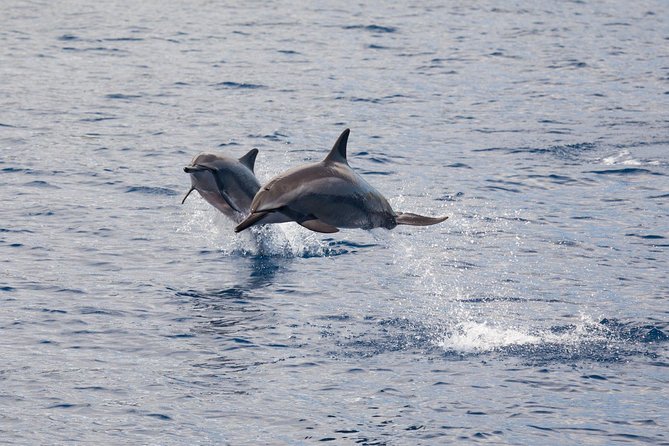 Maui Premium Sunset Dinner Cruise & Whale Watch - Practical timing and cancellation advice