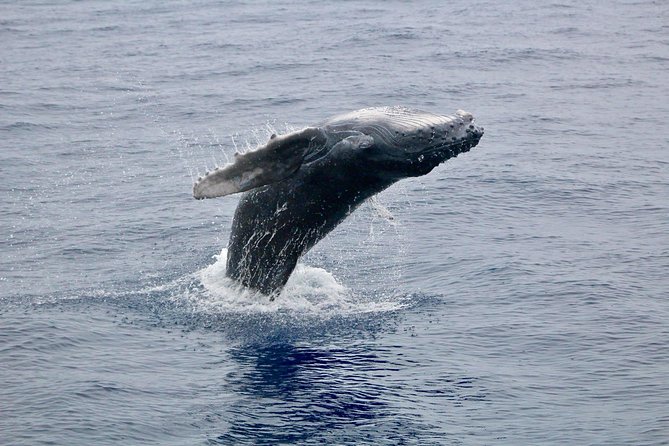 Maui Premium Sunset Dinner Cruise & Whale Watch - Whale watching with a naturalist at the microphone