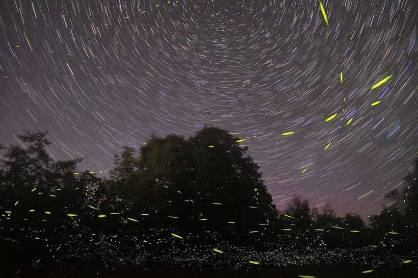 Puerto Princesa: Firefly Watching Bay Cruise with Dinner - Quick points before you book