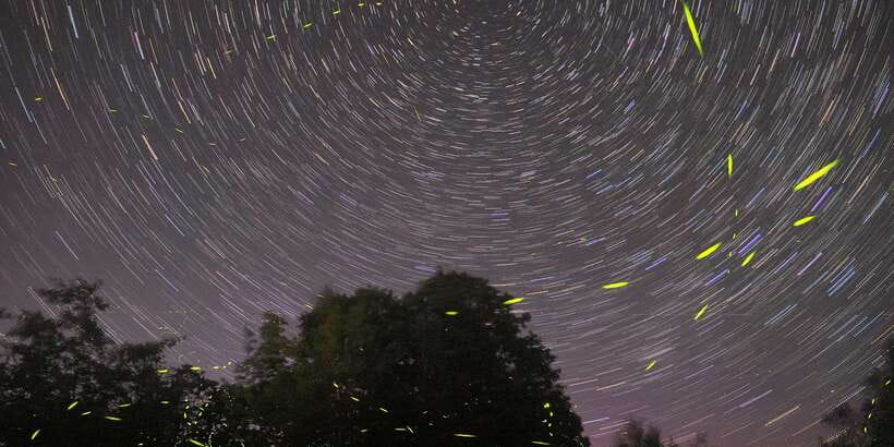 Puerto Princesa: Firefly Watching Bay Cruise with Dinner - The glowing plankton surprise