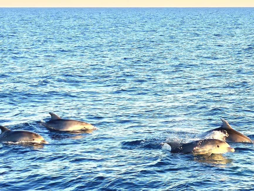 Pula: Brijuni Dolphins Sunset Cruise with Dinner and Drinks - My final call on the Arena sunset cruise