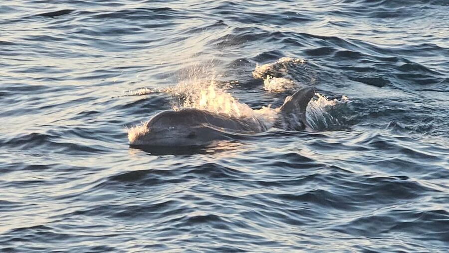 Pula: Brijuni Dolphins Sunset Cruise with Dinner and Drinks - What $64 includes, and where the value lies