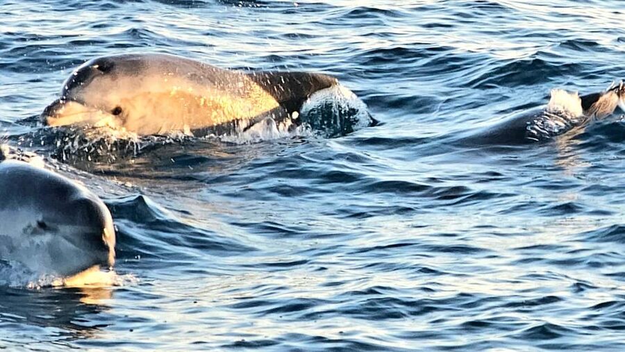 Pula: Brijuni Dolphins Sunset Cruise with Dinner and Drinks - Who should book this cruise