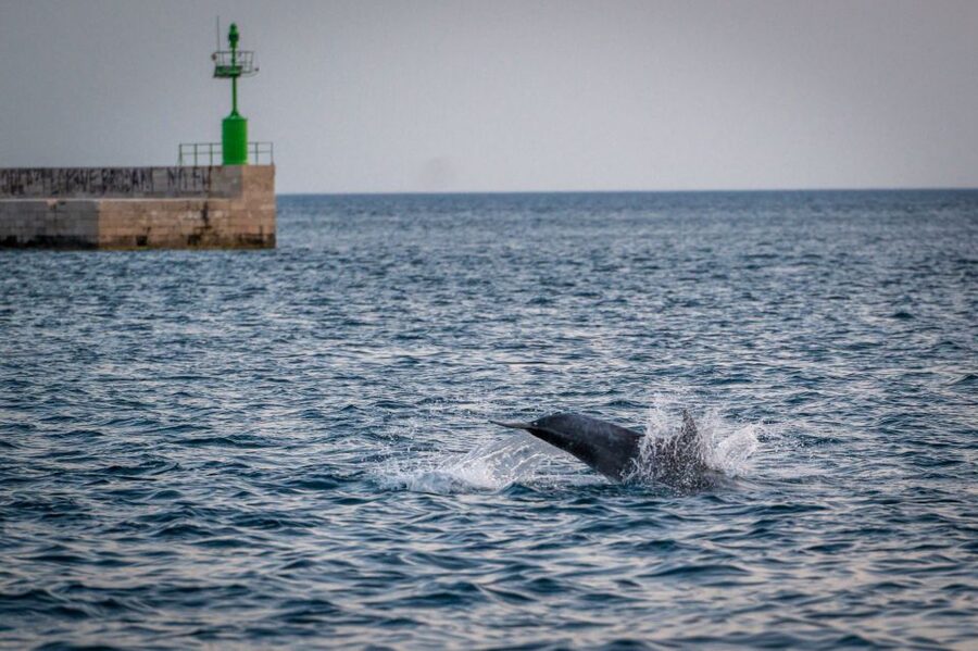 Pula: Brijuni National Park Sunset, Dolphins & Dinner Cruise - Quick reasons to consider this cruise