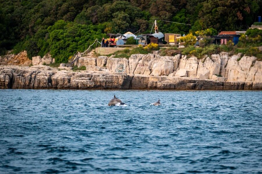 Pula: Brijuni National Park Sunset, Dolphins & Dinner Cruise - Starting at Excursion Ulika Pula