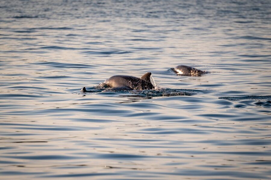 Pula: Brijuni National Park Sunset, Dolphins & Dinner Cruise - The sunset over the Adriatic