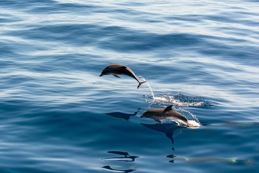 Pula: Dolphin&Sunset Cruise in Brijuni with Dinner&Drinks - Meeting Europa in Pula