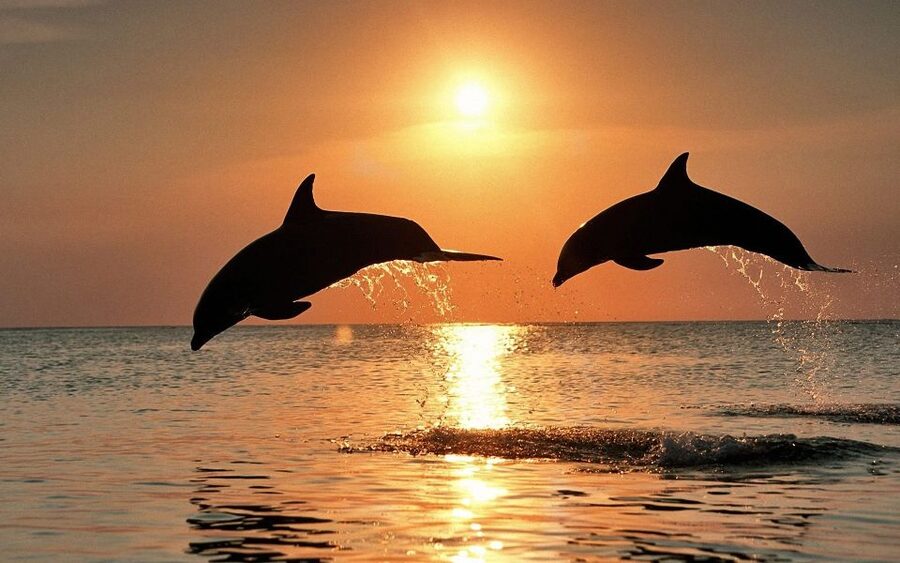 Pula: Dolphin&Sunset Cruise in Brijuni with Dinner&Drinks - Waiting for dolphins in the open Adriatic