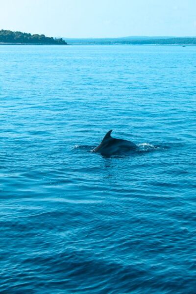 Dolphin&Sunset Cruise in Brijuni with Dinner&Drinks
