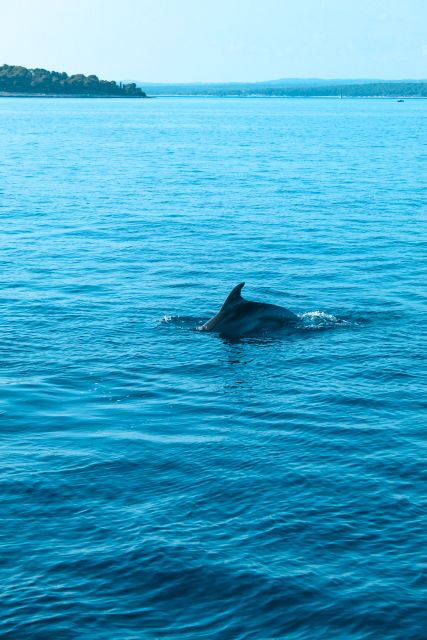Pula: Dolphin&Sunset Cruise in Brijuni with Dinner&Drinks - Sailing toward Brijuni National Park