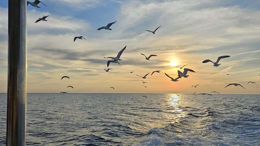 Pula: Dolphin Sunset Cruise to Brijuni with Dinner & Drinks - Useful planning tips for the evening