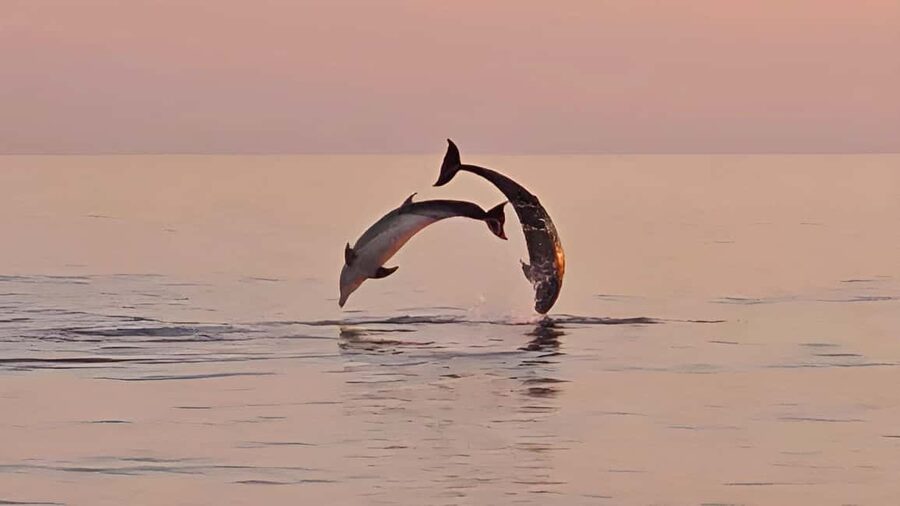 Pula: Dolphin Sunset Cruise to Brijuni with Dinner & Drinks - Leaving Pula with the city behind you