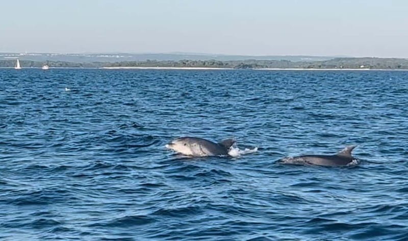 Pula: Dolphin-Watching Cruise at Sunset with Dinner & Drinks - Is the Pula dolphin cruise worth booking?