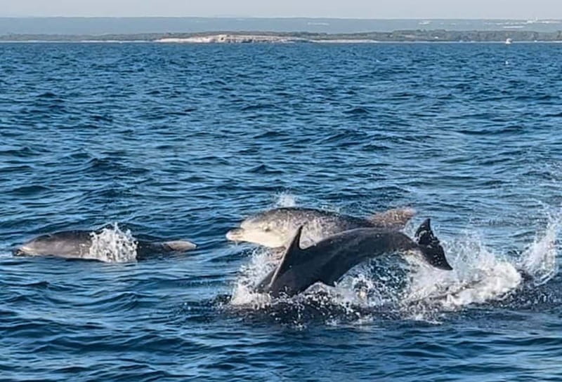 Pula: Dolphin-Watching Cruise at Sunset with Dinner & Drinks - Leaving Pula Harbour on the Ana