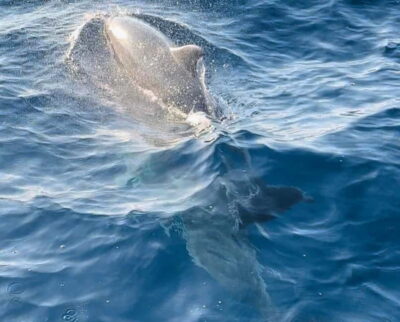 Dolphin-Watching Cruise at Sunset with Dinner & Drinks