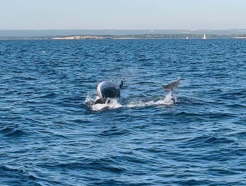 Pula: Dolphin-Watching Cruise at Sunset with Dinner & Drinks - Sunset on the return to Pula