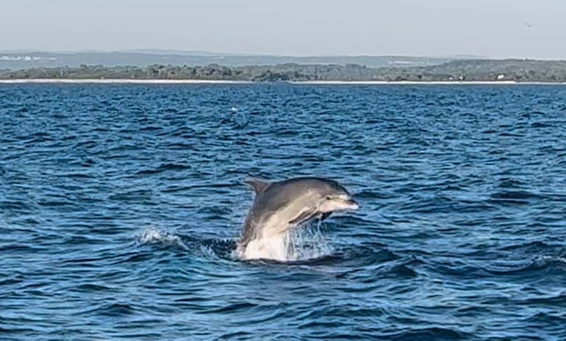 Pula: Dolphin-Watching Cruise at Sunset with Dinner & Drinks - What the $62 price includes