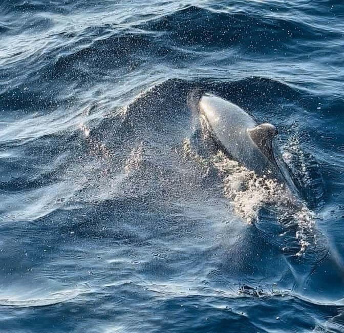 Pula: Dolphin-Watching Cruise at Sunset with Dinner & Drinks - Who will enjoy this cruise most