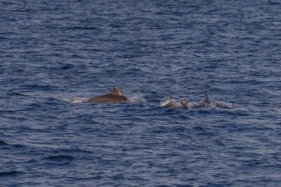 Dolphin Watching Sunset Cruise with Dinner & Drinks