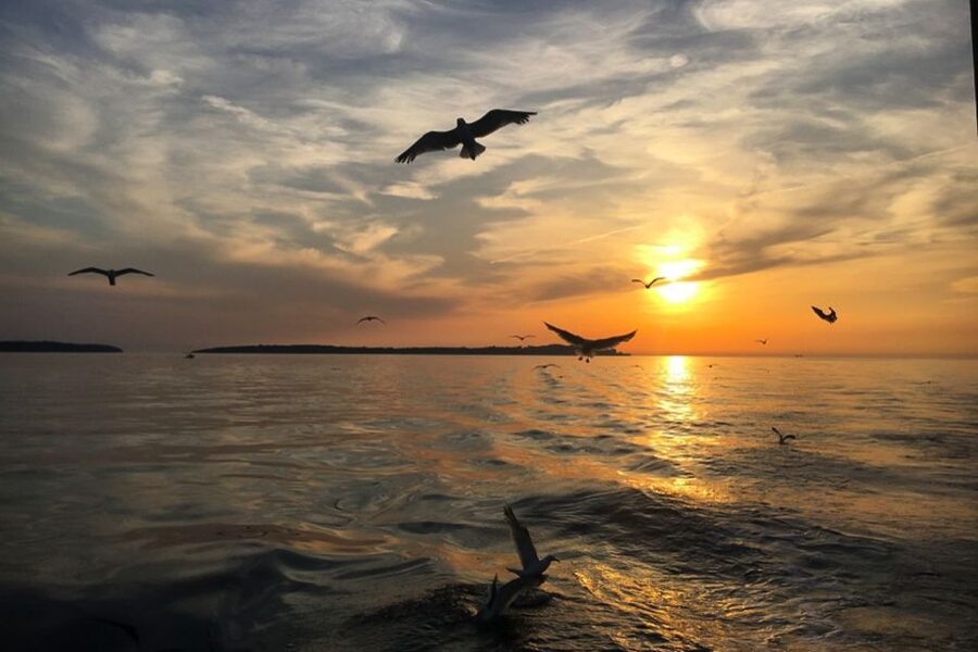 Pula: Dolphin Watching Sunset Cruise with Dinner & Drinks - Who will enjoy this Pula boat trip most?