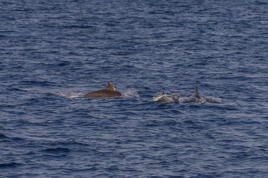 Pula: Dolphin Watching Sunset Cruise with Dinner & Drinks - Searching for dolphins near the Brijuni archipelago