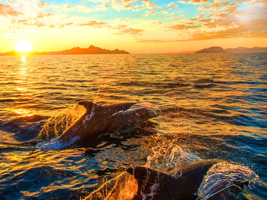 Pula: National Park Brijuni Dolphin Cruise with Dinner - Key points at a glance