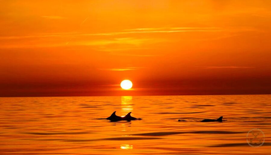 Pula: National Park Brijuni Dolphin Cruise with Dinner - A half-day cruise with room to relax