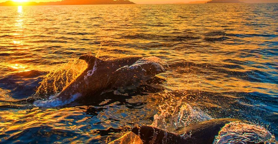 Pula: National Park Brijuni Dolphin Cruise with Dinner - How the dolphin search works