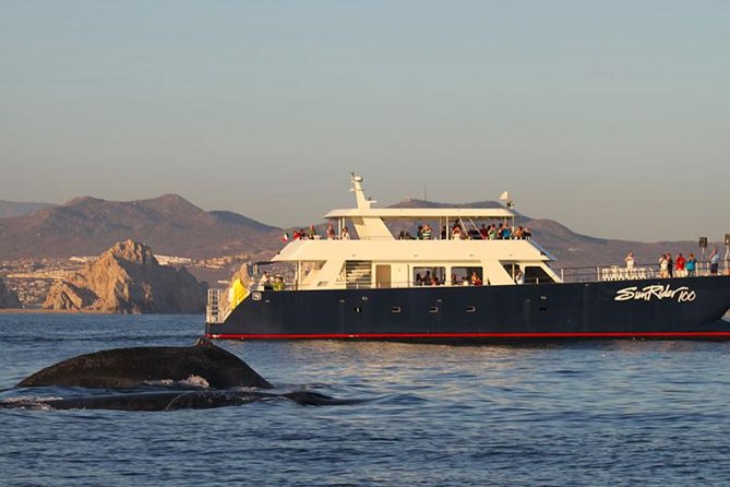 Sunset Dinner Cruise in Los Cabos - Key points to know before booking