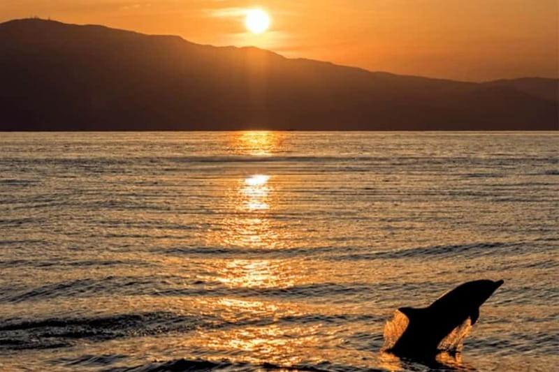 Sunset Dolphin Cruise with Dinner – Medulin Archipelago - Key things to know before you book