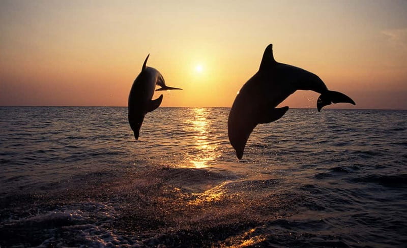 Sunset Dolphin Cruise with Dinner – Medulin Archipelago - Watching for dolphins in open water