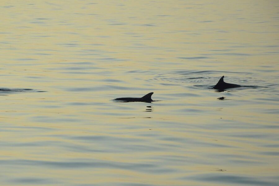 Sunset Dolphin Cruise with Dinner – Medulin Archipelago - Porer Lighthouse from the water