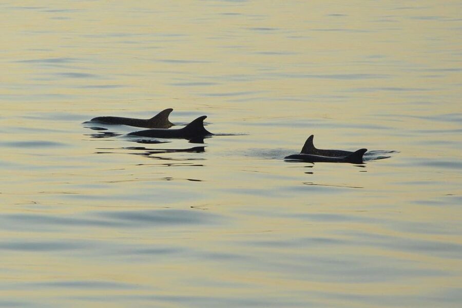 Sunset Dolphin Cruise with Dinner – Medulin Archipelago - The viewpoint and the best photo moment