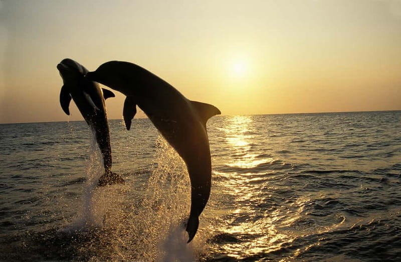 Sunset Dolphin Cruise with Dinner – Medulin Archipelago - Crossing the Medulin archipelago at sunset