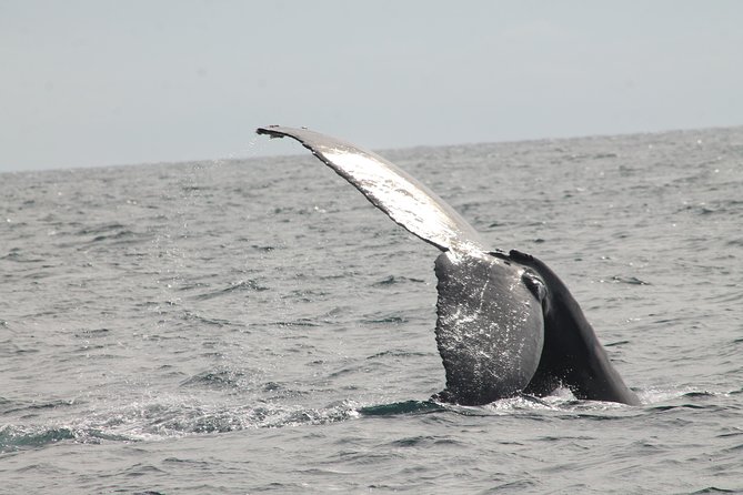Whale Watching Dinner Cruise in Cabo San Lucas - Dinner is filling, but do not expect a restaurant buffet