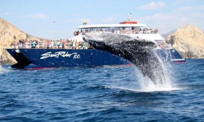 Whale Watching Dinner Cruise in Cabo San Lucas
