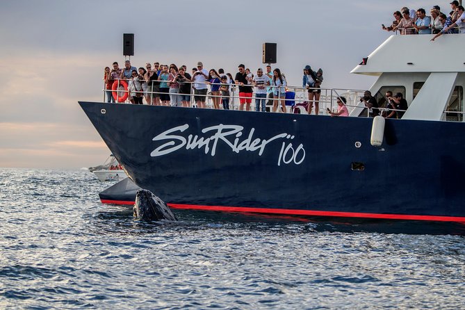 Whale Watching Dinner Cruise in Cabo San Lucas - Open bar, music, and the crew’s short show