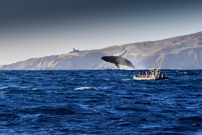 Whale Watching Dinner Cruise in Cabo San Lucas - Sunset views add value to the evening