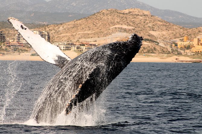 Whale Watching Dinner Cruise in Cabo San Lucas - How the $110 price holds up