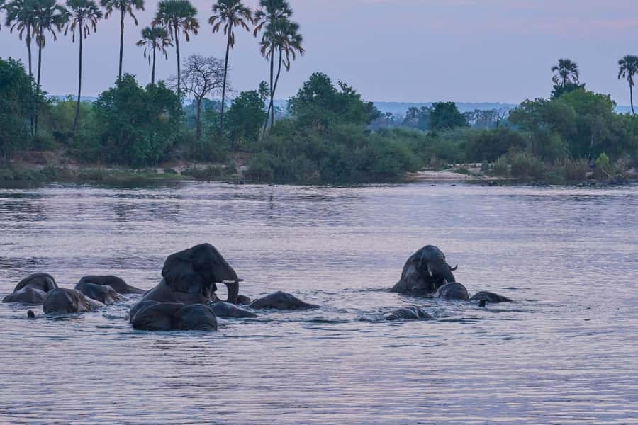 Zambezi River: Dinner Cruise - A Sunset Cruise Instead of Another Restaurant Meal